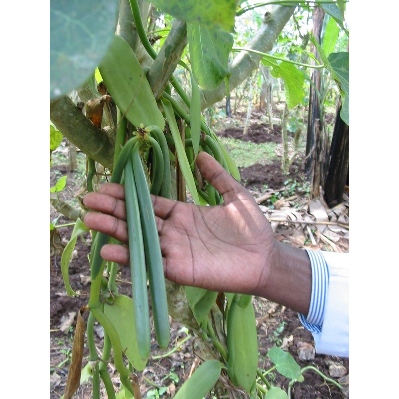 Vanilla Products USA Extracto de Madagascar Grado B Bourbon Vanilla