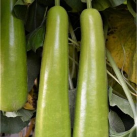 Nygardenia 35pcs Long Bottle Gourd Seeds - Non-GMO Calabash Gourd Seeds for Planting.