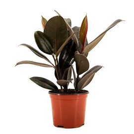 American Plant Exchange Burgundy Rubber Tree, Ficus Elastica, Live Indoor Houseplant, Easy Care, 6-Inch Pot, 1-2 Ft Tall Air Purifying Elegance for Home, Office, Garden, Patio Décor, Housewarming Gift