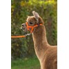 Kerbl Alpaca Headcollar Adjustable - Orange (Dimensions 17 x 18