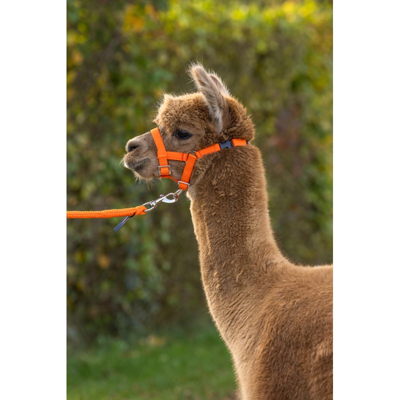 Kerbl Alpaca Headcollar Adjustable - Orange (Dimensions 17 x 18