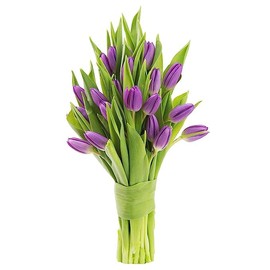 KaBloom Flowers -Valentine's Day Collection - 10 Purple Tulips without vase, Gift for Birthday, Sympathy, Anniversary, Get Well, Thank You, Valentine, Mother’s Day Fresh Flowers