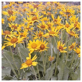 Everwilde Farms - 1 Oz Arrowleaf Balsamroot Native Wildflower Seeds - Gold Vault