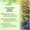 Outsidepride Perennial Crown Vetch Seeds - 2 lb. Drought-Tolerant, Fast-Growing