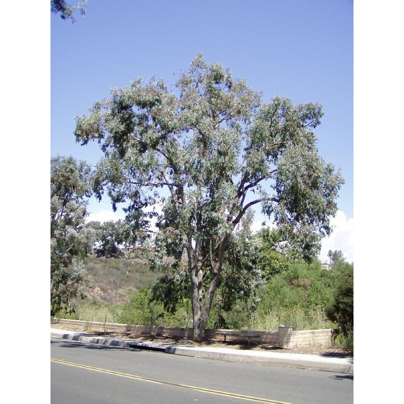 Eucalyptus polyanthemos-Silver Dollar Eucalyptus Tree 10+ Seeds