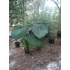 Mary’s Giant Colocasia - Elephant Ear - Taro – One