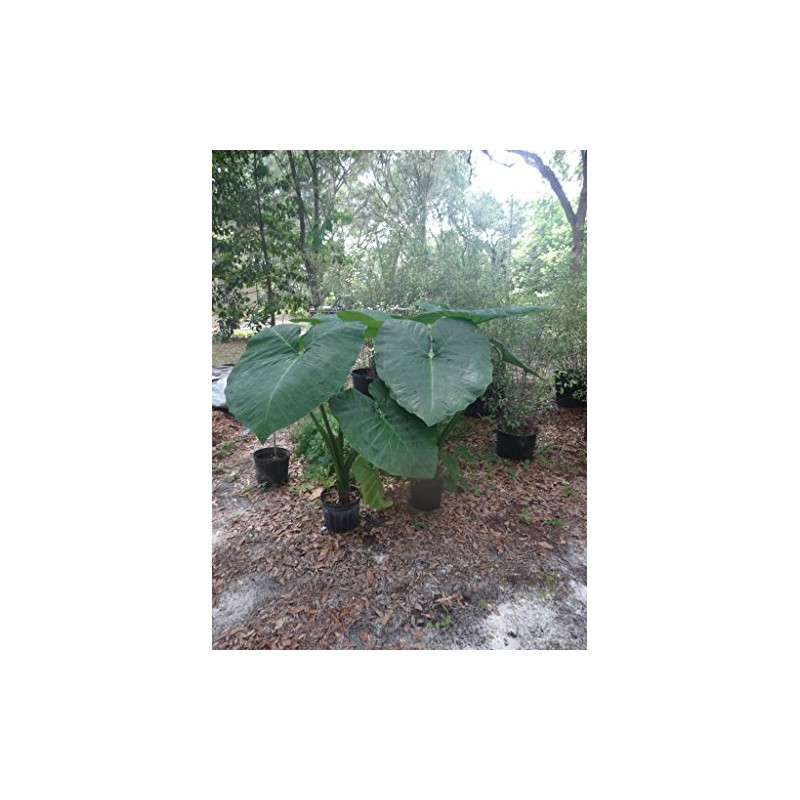 Mary’s Giant Colocasia - Elephant Ear - Taro – One
