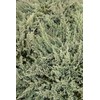 Juniper Blue Chip - 20 Live Plants - Juniperus Horizontalis
