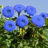 Purple Giant Teddy Bear Sunflower Seeds - 100 Pcs- Attracts