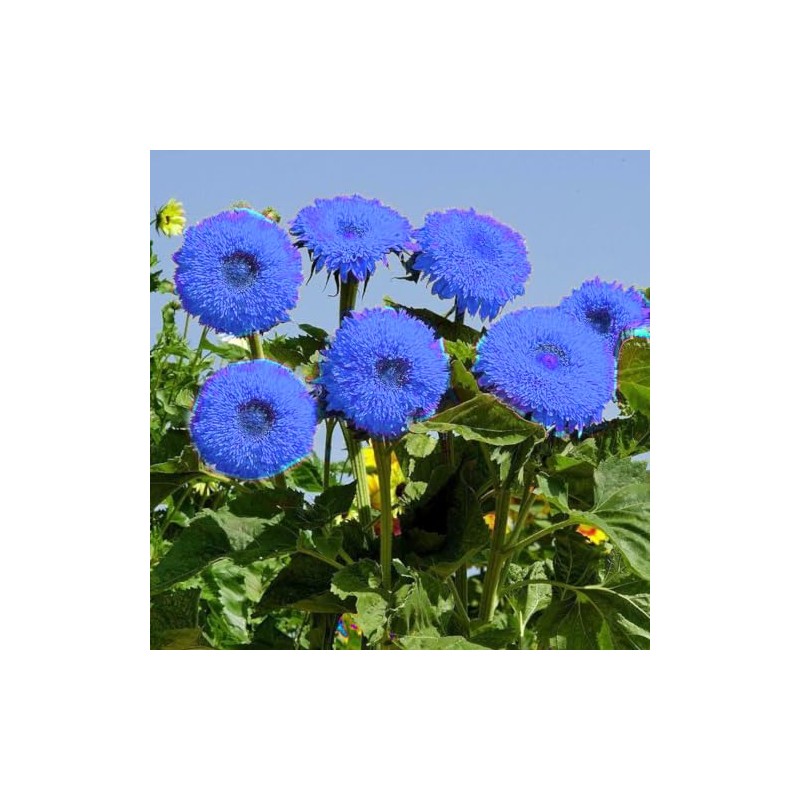 Purple Giant Teddy Bear Sunflower Seeds - 100 Pcs- Attracts