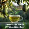Chamomile Herbal Tea with Avocado Leaf | 8 Single Serves