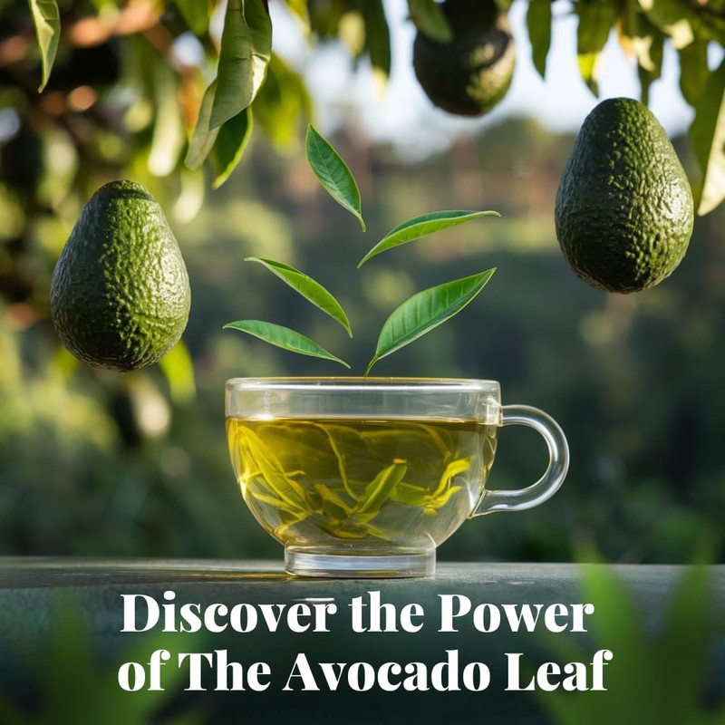Chamomile Herbal Tea with Avocado Leaf | 8 Single Serves