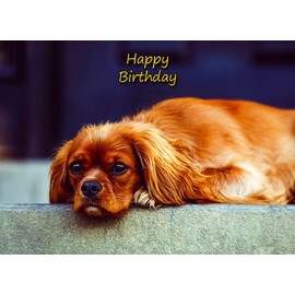 Cavalier King Charles Spaniel Birthday Card