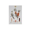Maxwell & Williams Royal Botanic Gardens Australian Botanics Tea Towel