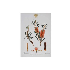 Maxwell & Williams Royal Botanic Gardens Australian Botanics Tea Towel 50x70cm Bottlebrush