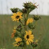 Palm Beach Medicinal Herbs - Compass Plant (Silphium laciniatum) -