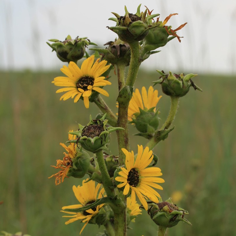 Palm Beach Medicinal Herbs - Compass Plant (Silphium laciniatum) -