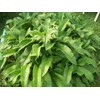 ORGANIC RUSSIAN COMFREY 8 fresh root cuttings for your biomass