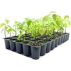 Red Maple Tree | 3 Live Trees | Acer rubrum