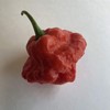 Best Sellers - Super Hot Pepper Seed Combo Pack (12