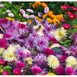 Callistephus chinensis (Aster, China 'Crego Mix') Flower Seeds, Attractive, Delicate Flowers, Seeds by MySeeds.Co, You Choose The Amount (Trial Packet Size)