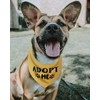 Adopt Me - Bandana para perros, Paquete de 3