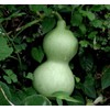 RAISE ME UP: Seeds Bottle Gourd Green Calabash Lagenaria Non