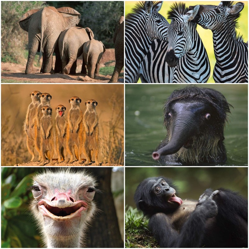 Edition Colibri 24 Animals from Africa Postcard Set (24 Different