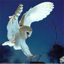 Heye Weingarten Barn Owl Puzzles (1000-Piece)