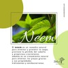 Extracto de Neem 50ml y shampoo control caída Neem 350ml