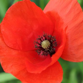 American Legion Corn Poppy Flower Garden Seeds - 4 Oz - Also Called Flanders Poppy - Wildflower - Papaver rhoeas
