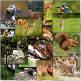 doodlecards Pack 20x Mixed UK Wildlife Blank Cards with envelopes. Multipack Birds Deer Mole Fox Badger Birthday Cards. 100% Recyclable. Made in the UK.