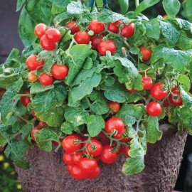Southeast Seeds Tiny Tim Cherry Tomato Seeds, Dwarf Tomato Plant, NON-GMO, Heirloom,  FREE SHIP - 30 Seeds