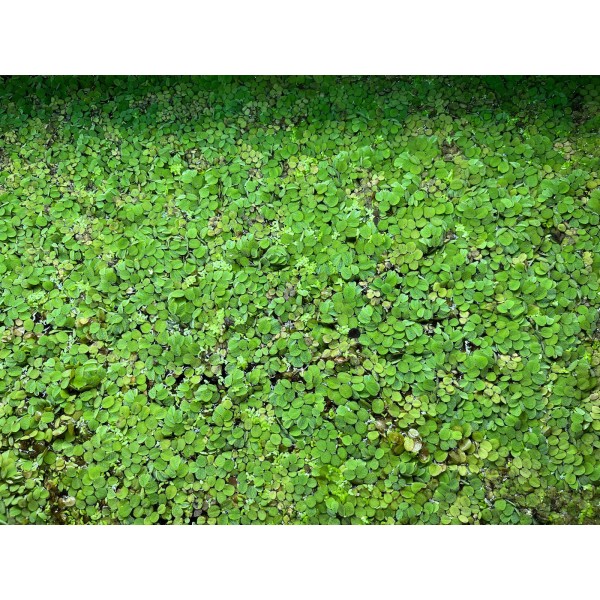 10 oz Full With Duckweed + Salvinia Plant Easy Live
