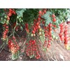 SeedsUP - 50+ Seeds Vine Tomato - Vegetable Red