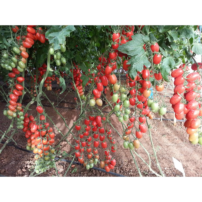 SeedsUP - 50+ Seeds Vine Tomato - Vegetable Red