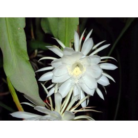 thebluebirdgarden Epiphyllum Oxypetalum (Queen of the Night Orchid Cactus) 2 living plants