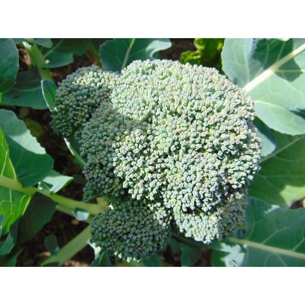 1 Ounce Waltham 29 Broccoli Seeds Organic Non GMO Micro