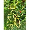 Home-Growth Hot- Crunchy White Eagle Claw Chili Pepper - 30