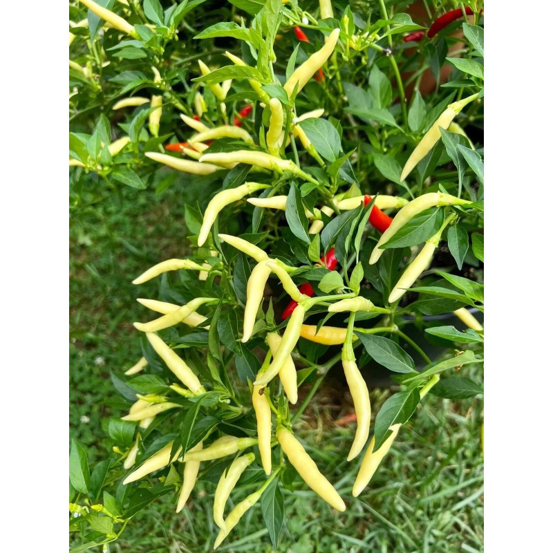 Home-Growth Hot- Crunchy White Eagle Claw Chili Pepper - 30