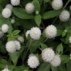 Outsidepride Gomphrena White - 1000 Seeds
