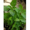 Thaibasilic (Ocimum Basilicum) Organic – Approx. 250 Seeds
