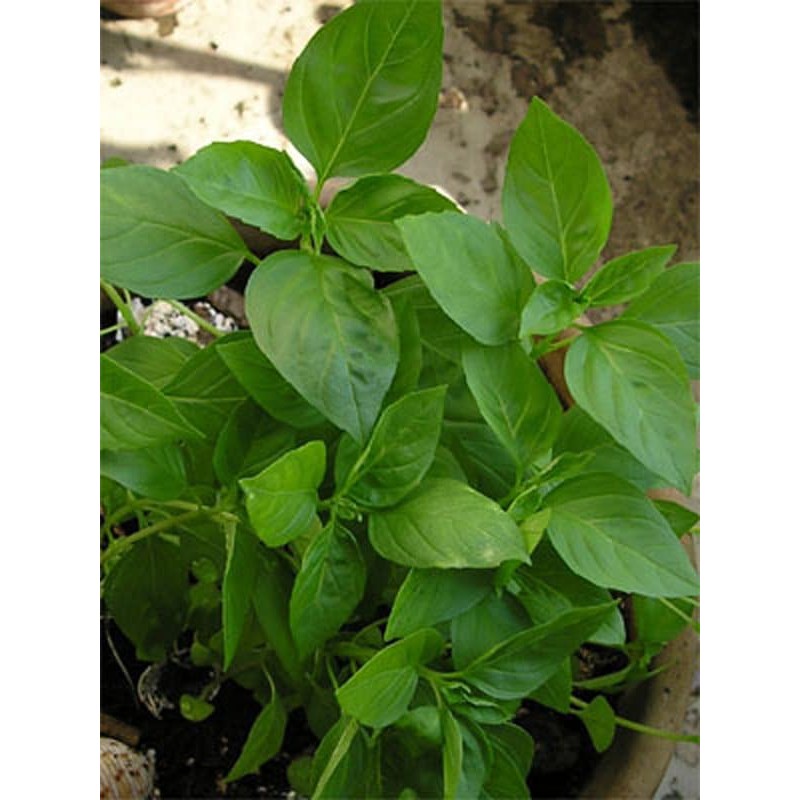 Thaibasilic (Ocimum Basilicum) Organic – Approx. 250 Seeds