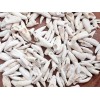 100PC Alligator Teeth for Making Gator Teeth Necklace Real Alligator