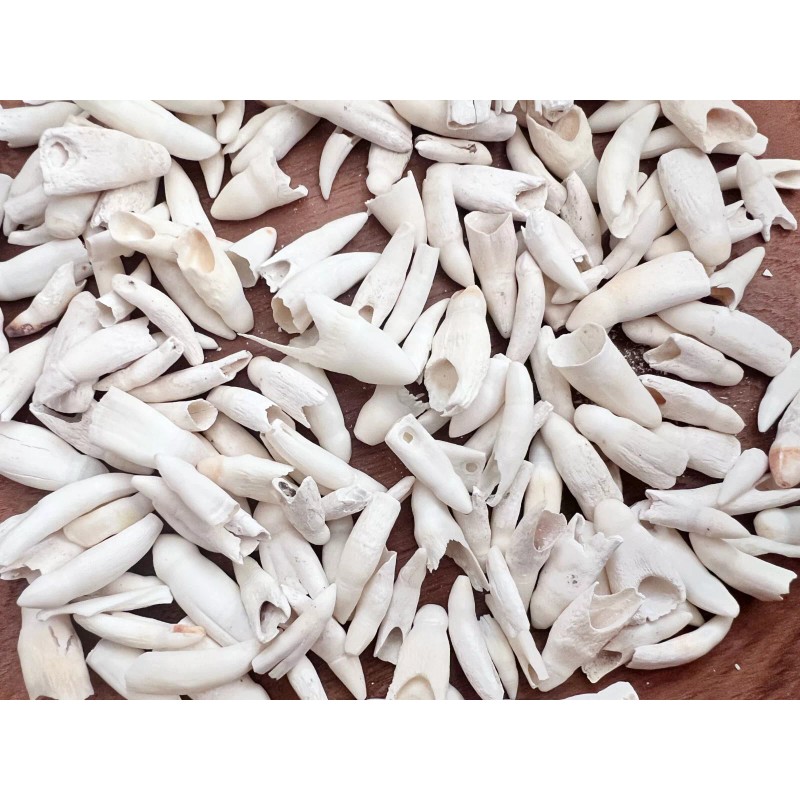 100PC Alligator Teeth for Making Gator Teeth Necklace Real Alligator