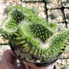Opuntia subulata cristata Snow Ridge Cacti Cactus Succulent Real Live