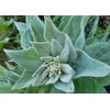 Generic 1000 Great Mullein Seeds (Verbascum Thapsus)