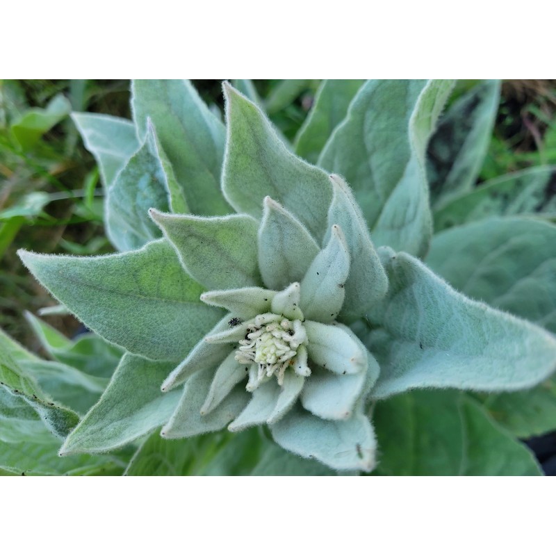 Generic 1000 Great Mullein Seeds (Verbascum Thapsus)