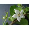 Fukien Tea Bonsai Flowering Plant 10" Tall with 5"x 8"