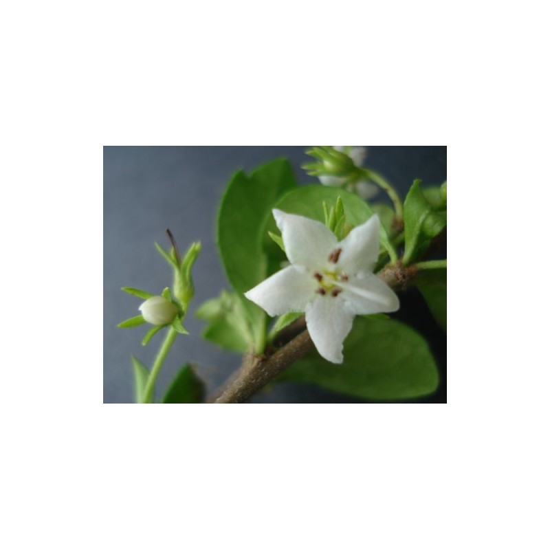 Fukien Tea Bonsai Flowering Plant 10" Tall with 5"x 8"